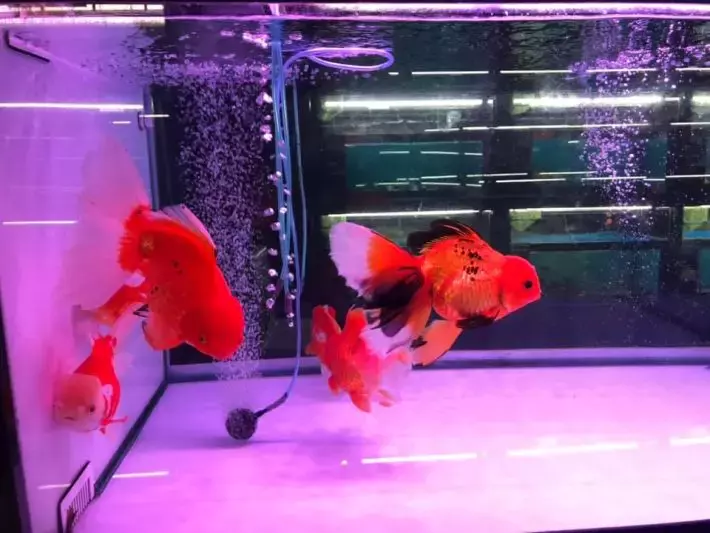 遛娃好去处!捞鱼、鱼疗Spa、参观科普、购买观赏鱼,一站式体验@仟湖渔场