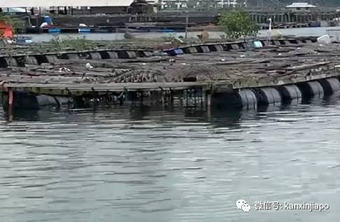 新加坡巨型鳄鱼出没码头,蟒蛇潜入住宅区吞猫