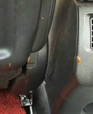 七八只蟑螂突冒出 女郎搭德士吓到哭