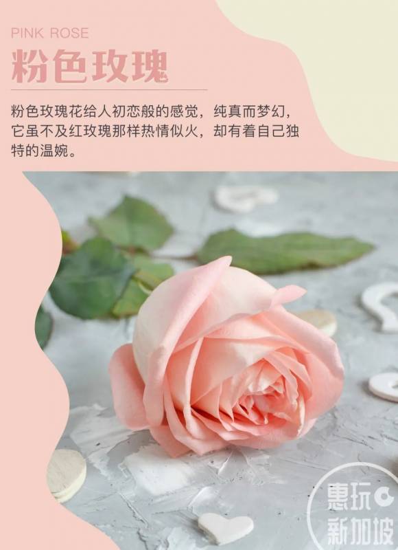 在新加坡过上精致美好的生活,只需要从一束花开始