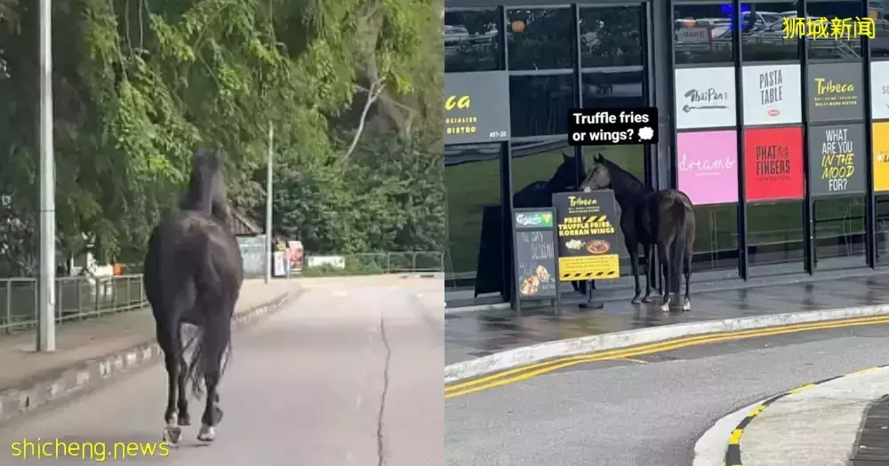 新加坡富人區驚現一匹黑馬奔騰！網友表示：好羨慕花園城市