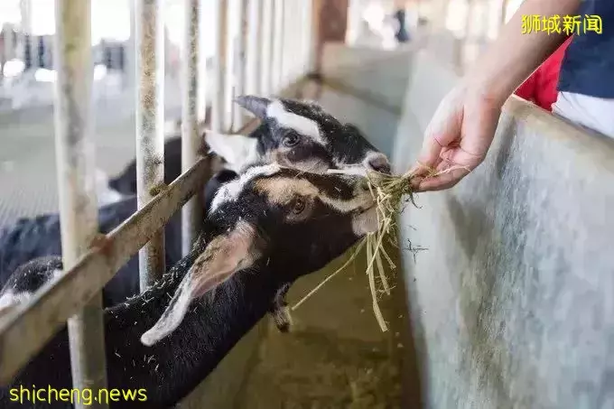 整整四天!新加坡小長假攻略拿好不謝