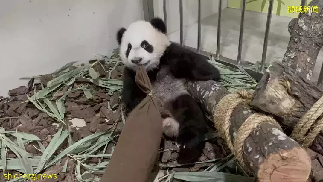 过年会吃多,跟着新加坡小熊了叻叻一起健身