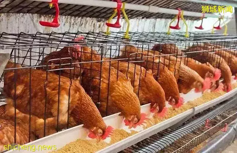 马来西亚禁止鸡只出口至新加坡!印尼业者表示爱莫能助!任商机从眼前飘过