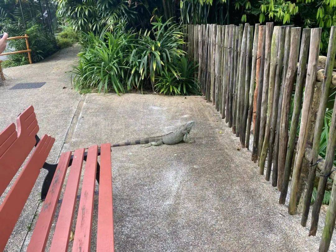 免費送票!帶倆娃嗨翻亞洲最大飛禽園,400多種5000多只鳥,一路驚喜不斷