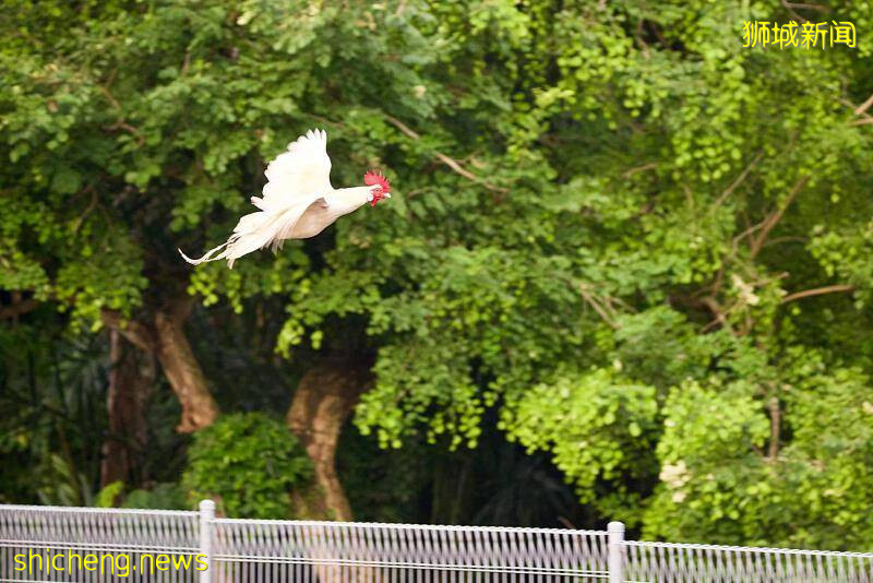 远看似飞机 近看其实是飞鸡