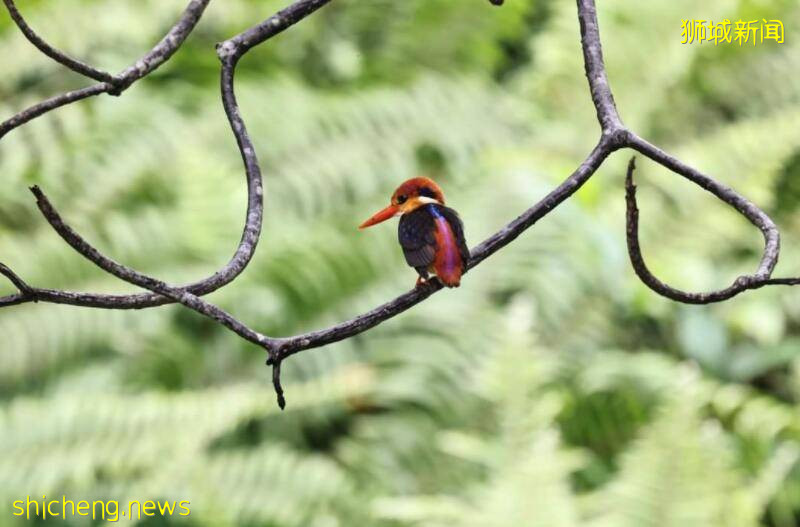 新加坡公园发生诡异一幕,罕见三趾翠鸟飞入池塘后“蒸发不见”