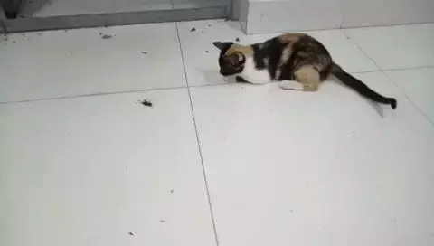 “在新加坡组屋走廊喷了两下杀虫剂,我发现百余只蟑螂尸体!”