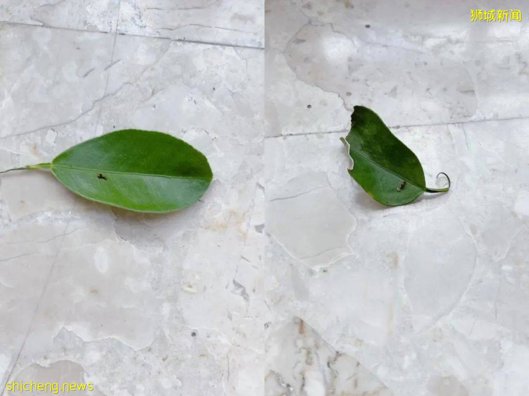 別人家養貓養狗當寵物,我兒子卻喜歡在新加坡養毛毛蟲