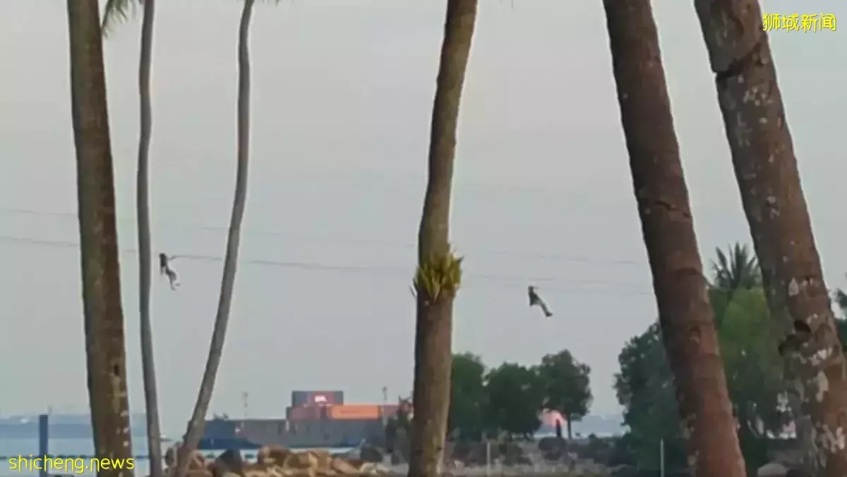 两人手动滑越飞索引热议 圣淘沙：是职员在做检查与培训