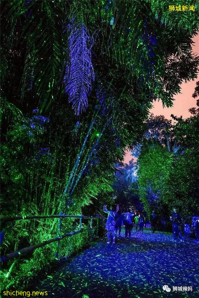 低至S$8！就3天！新加坡動物園“幻光雨林之夜”強勢回歸，亞洲第一夜遊體驗