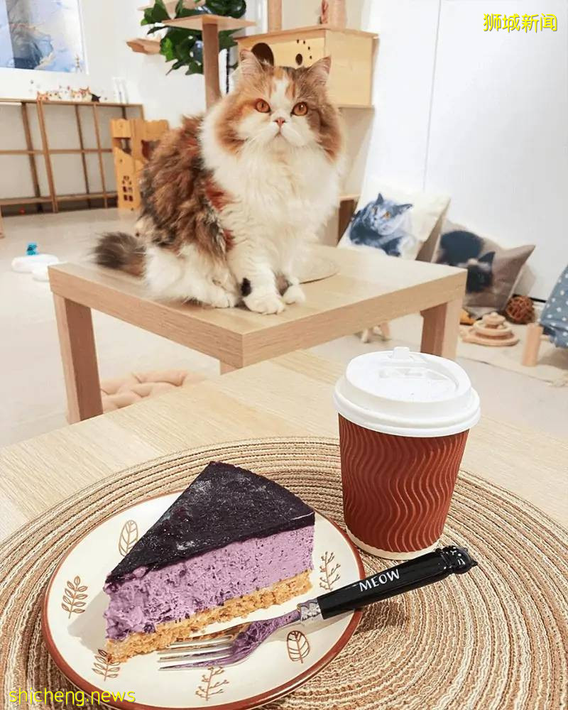 仅$12+!新加坡新开的撸猫好去处,让毛球们治愈你的心