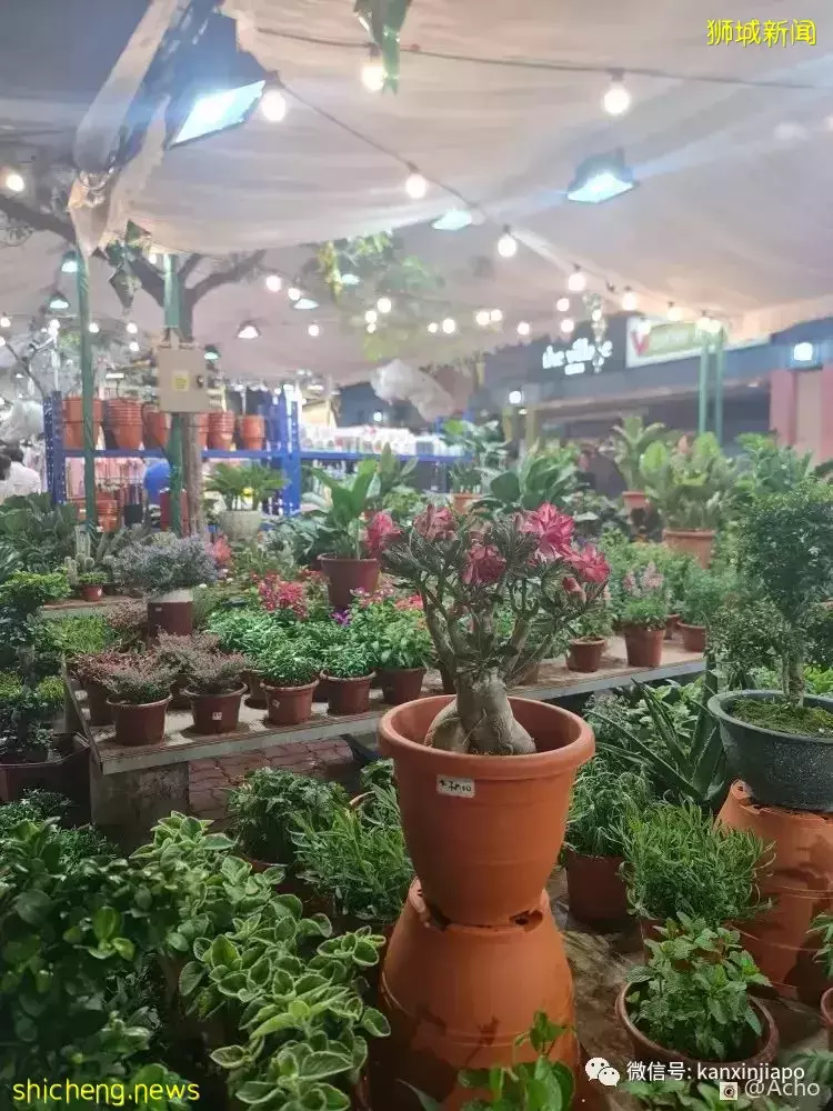 新加坡美食夜市时隔两年重开，现场探访有啥亮点