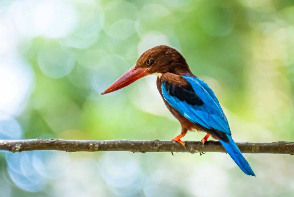 新加坡最好玩的海灘公園!趕海、騎馬、劃艇、樹籬迷宮、燒烤露營,超適合家庭出遊