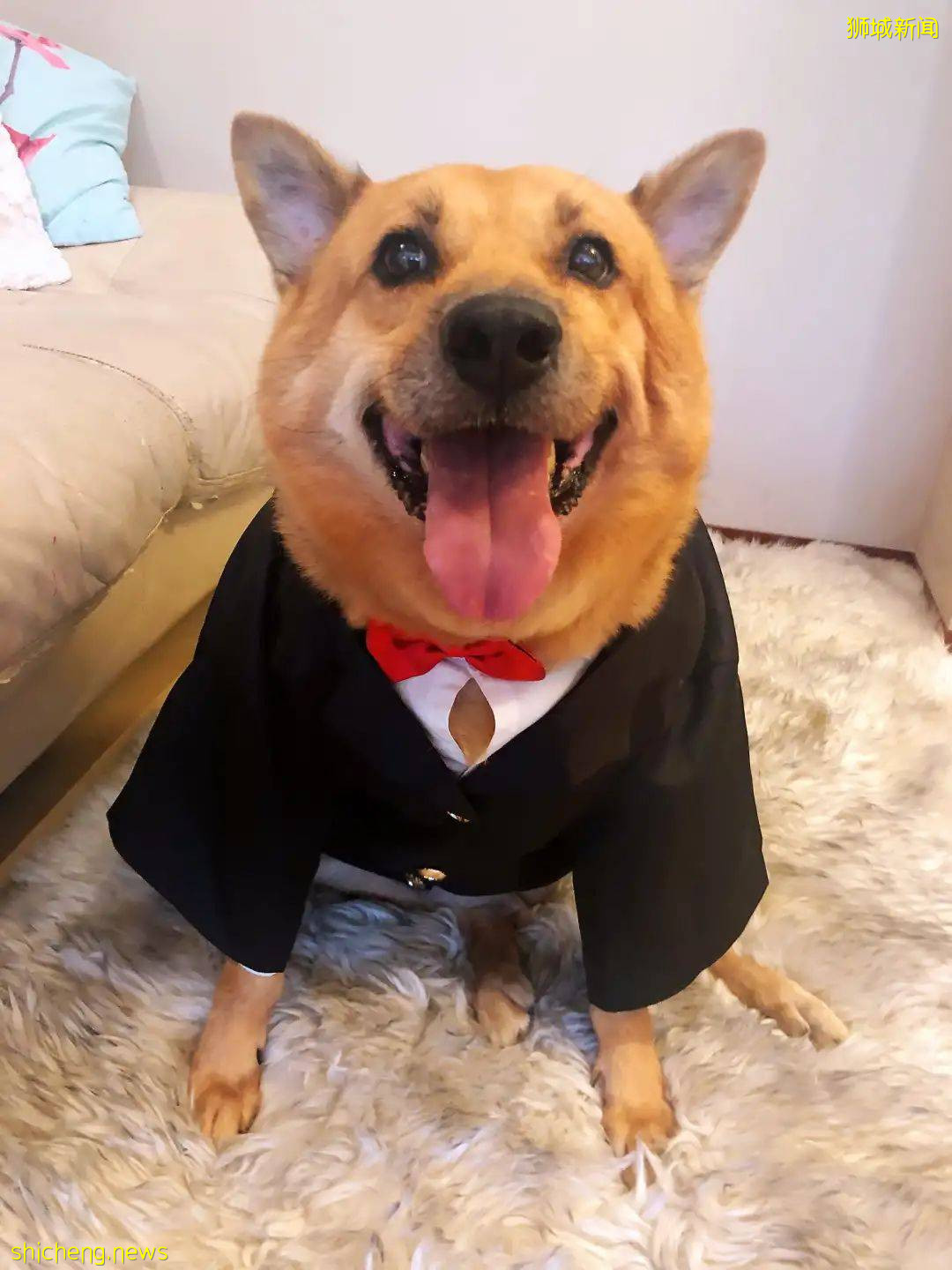 “我最亲爱的四喜走了,带走了我在新加坡16年的青春和回忆...”