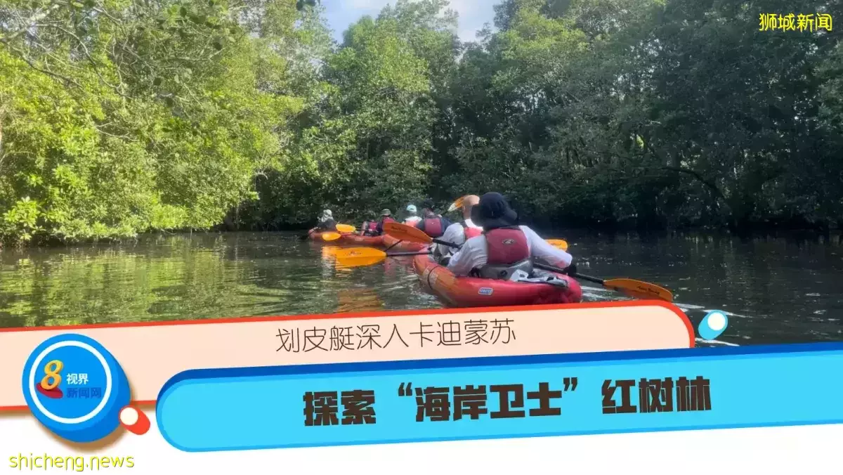 划皮艇深入卡迪蒙苏 探索“海岸卫士”红树林