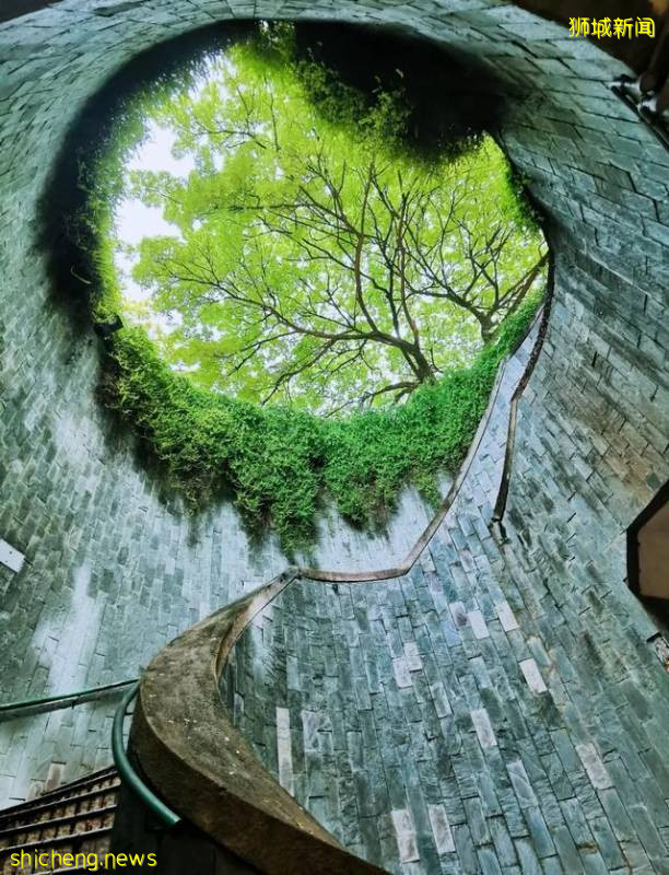 綠色天窗?巨型樹洞?看看新加坡淨化心靈“龍之穴”!