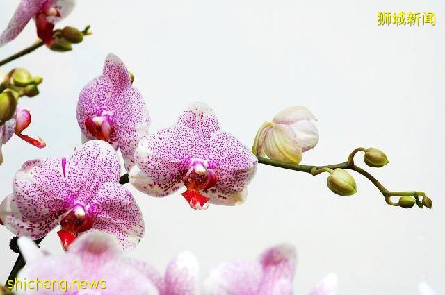 新加坡｜新加坡冷知识，关于21件你不知道的事