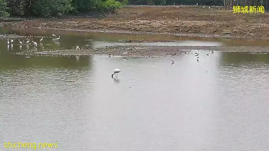 《即刻隨心所想，心想獅城》新加坡生態遊系列2