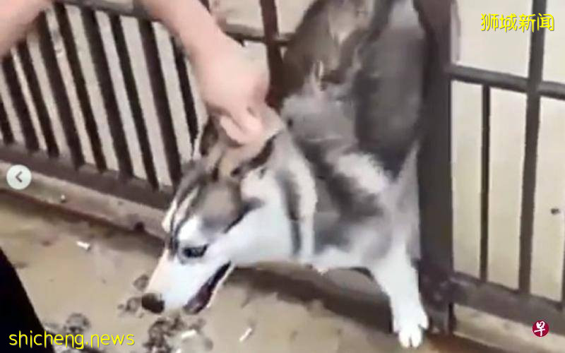 胶带绑嘴揪耳上传视频  狮城男虐狗取乐惹公愤
