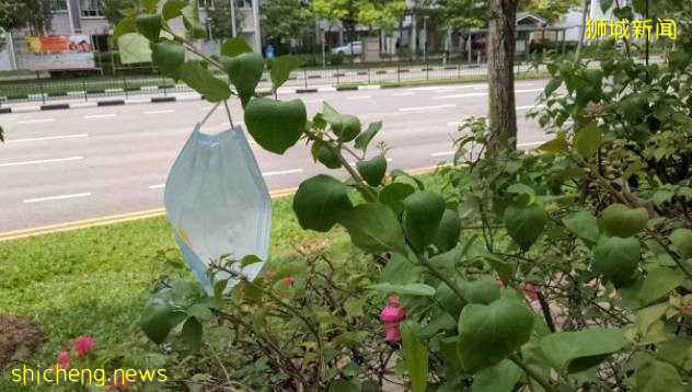 新加坡惊现“口罩树”，造出这种新植物的你真没点责任心
