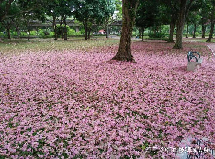 淡滨尼 Tampines: 嬉耍玩乐怎么玩？新加坡最强攻略