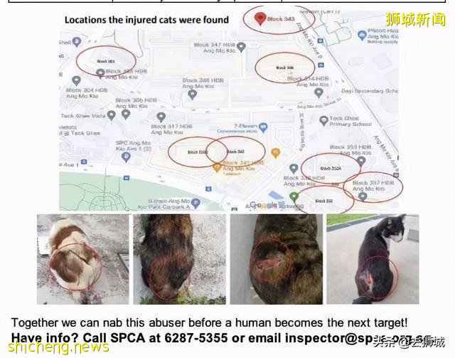 令人憤怒的新加坡虐貓案破了,經過堪比韓國懸疑片《殺人回憶》