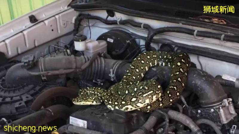 這樣的新加坡真是待不下！去！了