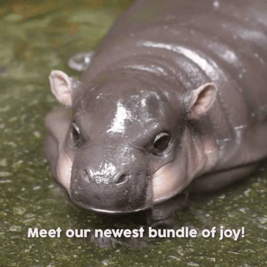 萌翻了~新加坡動物園迎來新生寶寶！長得像佩奇，珍貴賽熊貓