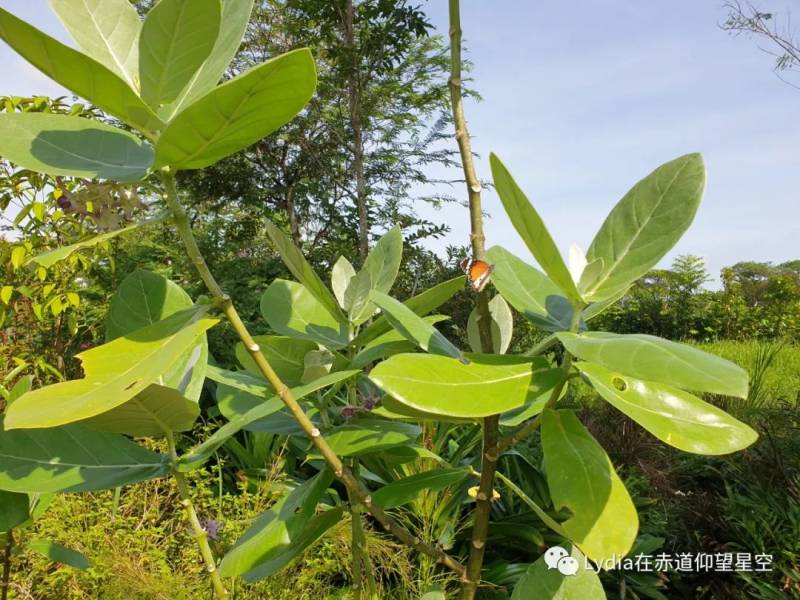 新加坡也有溫泉 三巴旺溫泉公園