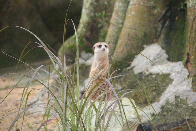 世界十大动物园之一：新加坡动物园，确实不一样