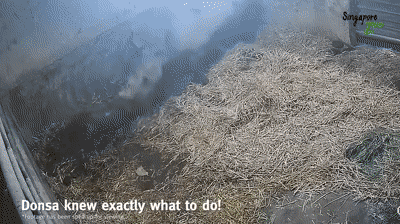 萌翻全世界,新加坡动物园迎来“爱刷牙”的白犀牛宝宝