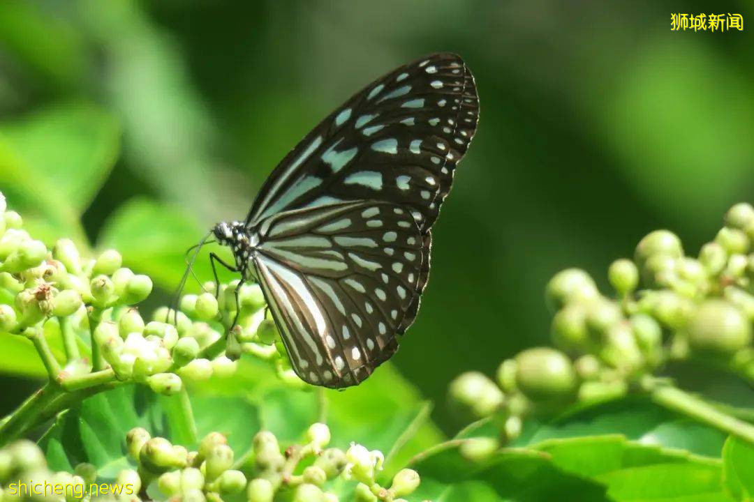 新加坡武吉甘柏公園開幕，蝴蝶園、遛狗場、山丘步道，登高遠眺好去處