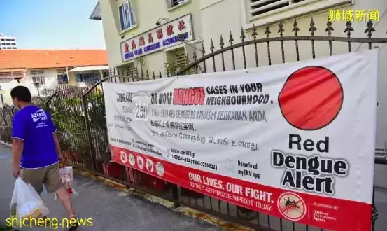 新加坡骨痛热近日频发,仅四个月已超去年全年总和