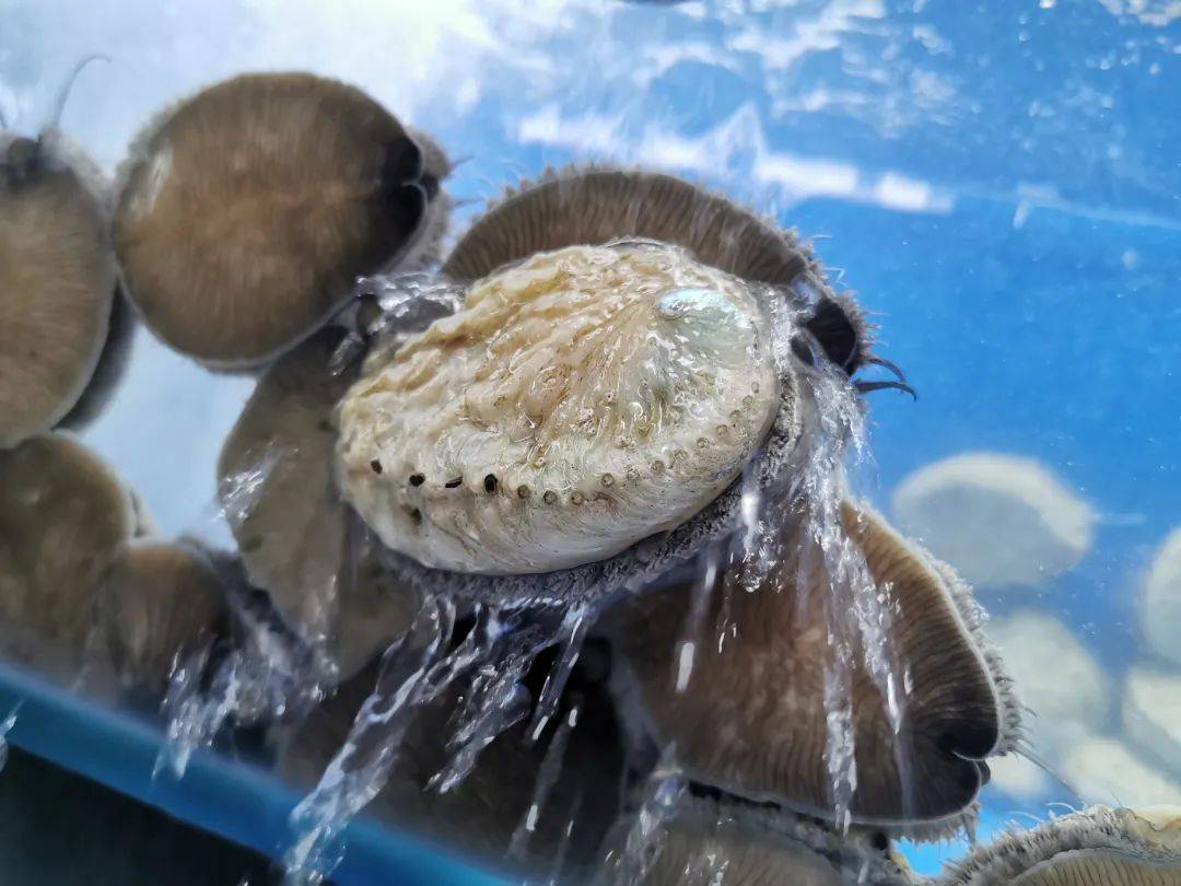 八鲜汇集,鲜闹新春 新加坡精选海鲜大优惠