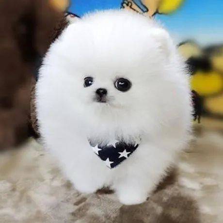 新加坡这家人后院进巨蟒,一口吞下宠物狗!主人惊呆了