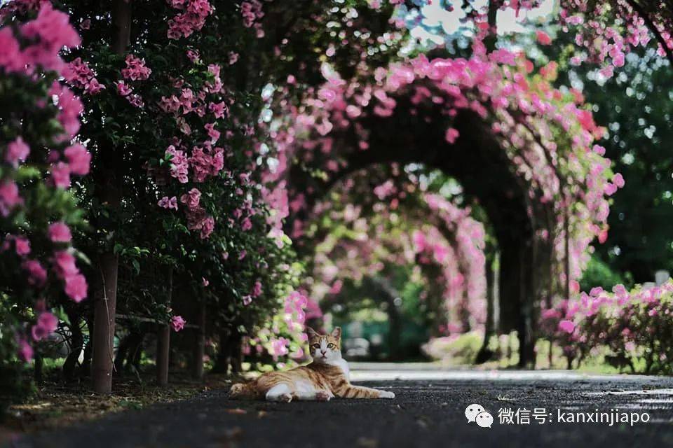 新加坡花季到，“樱花”颜值仙气爆表