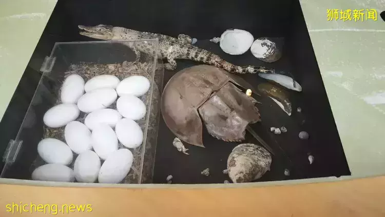 《即刻隨心所想，心想獅城》新加坡生態遊系列2