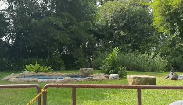 免費送票!帶倆娃嗨翻亞洲最大飛禽園,400多種5000多只鳥,一路驚喜不斷