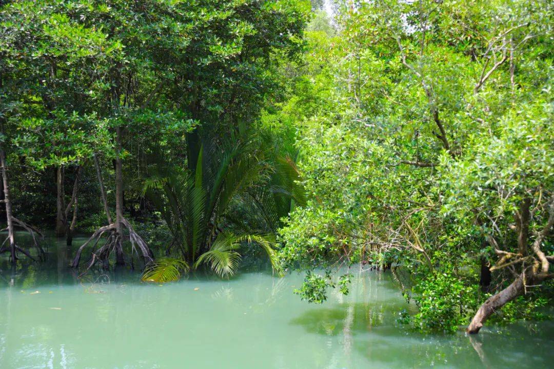 3天小長假！請來新加坡最美的濕地，超500種熱帶動植物免費看
