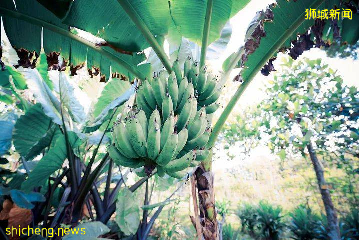 新加坡放宽旅游限制，小众网红景点等你来打卡