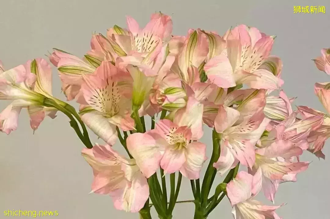 鮮花在熱帶也能養1個月？資深花友新加坡買花、養護大揭秘