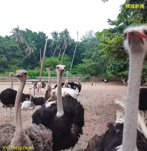 玩在狮城 新加坡海事局已批准往返渡轮服务! Johor首选度假胜地Desaru一日游攻略