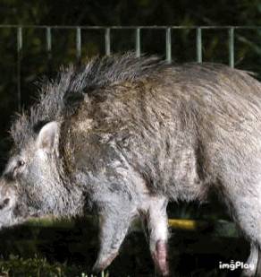 新加坡驚現人臉貓頭鷹！這些恐怖小動物，你碰到過嗎