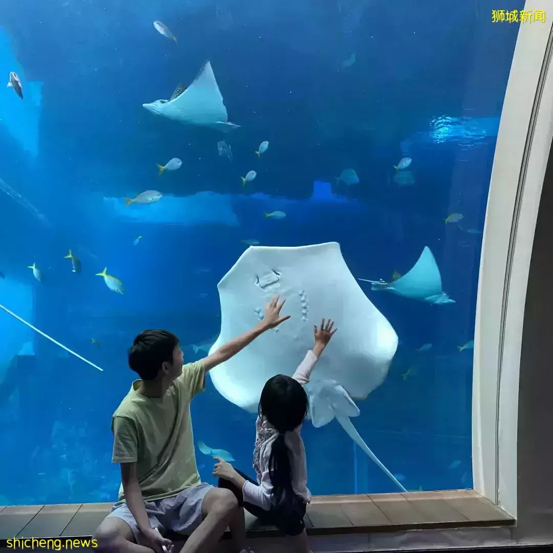 女记者为何要在疫情最严重时,独自带俩娃来新加坡上国际学校