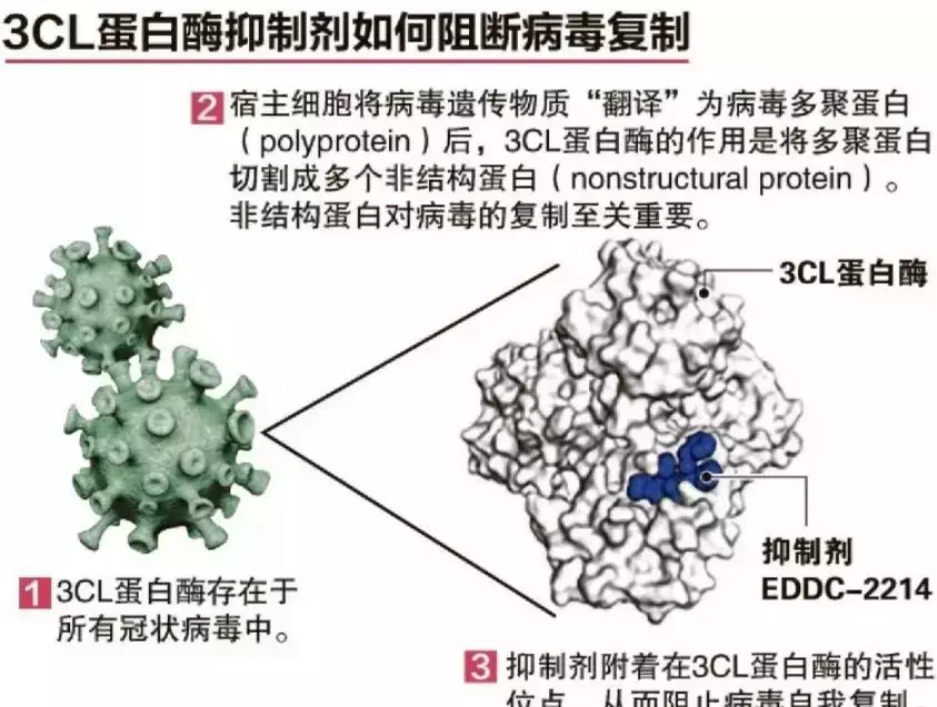 新加坡研发出冠病口服药阻挡病毒复制,并独家授权给中国公司开发
