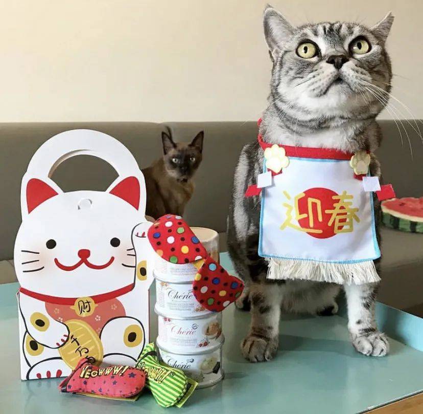 治愈系的它看一眼就愛不釋手！新加坡撸貓撸狗地圖來咯