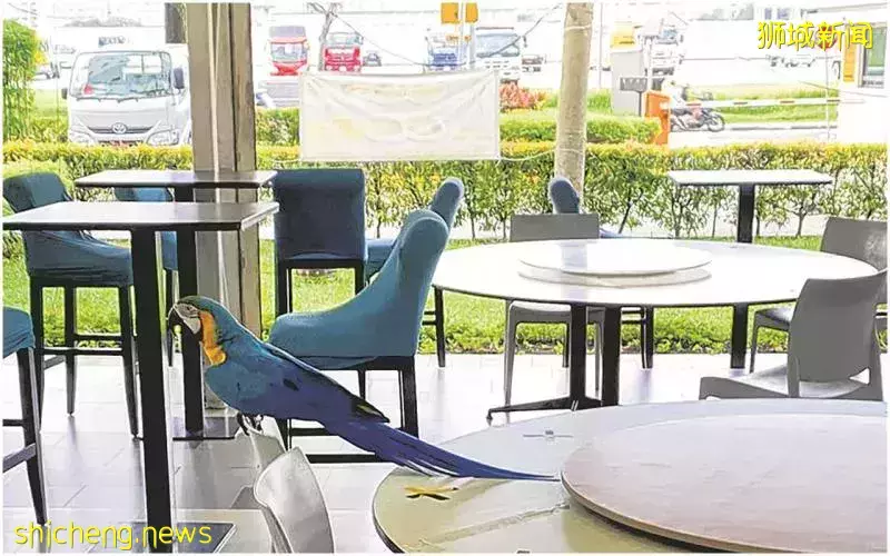 鹦鹉外出飞行被老鹰吓跑  饲主GPS全岛追 寻回爱鸟