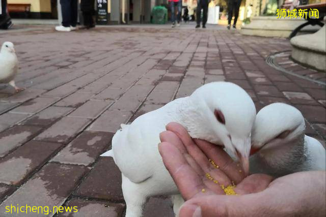 那些奇奇怪怪的知识(新加坡下)