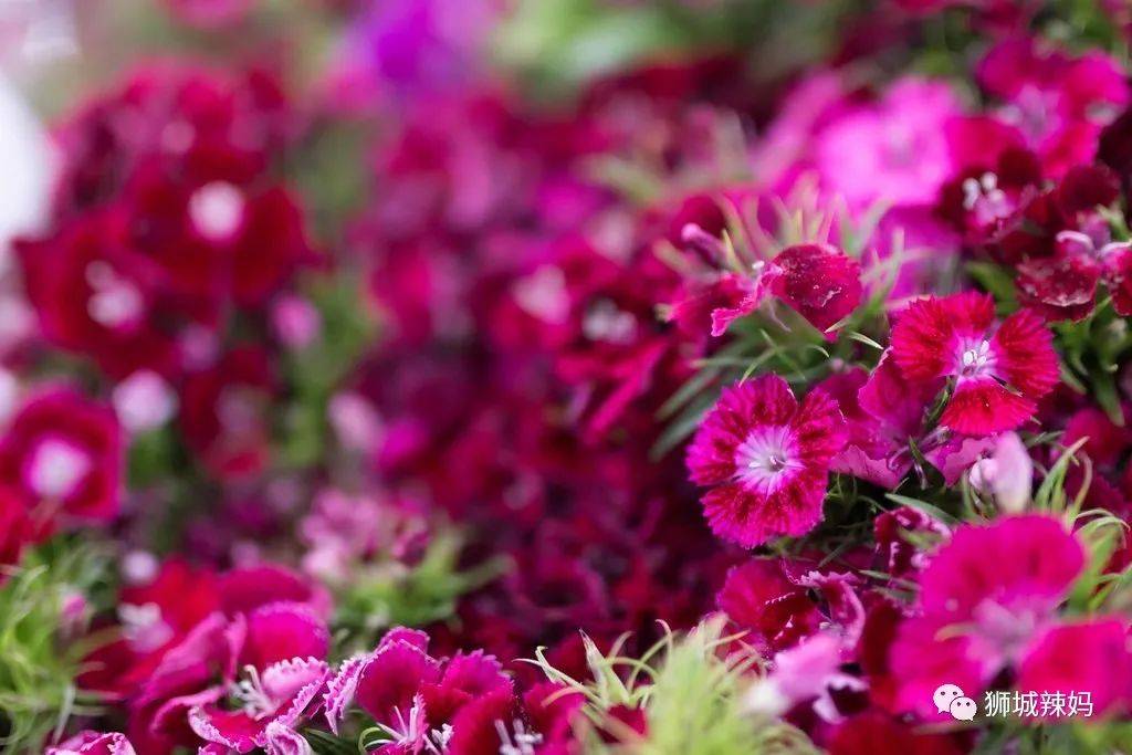 新加坡最大最好逛的花市,1000+花卉,新年必入好运连连